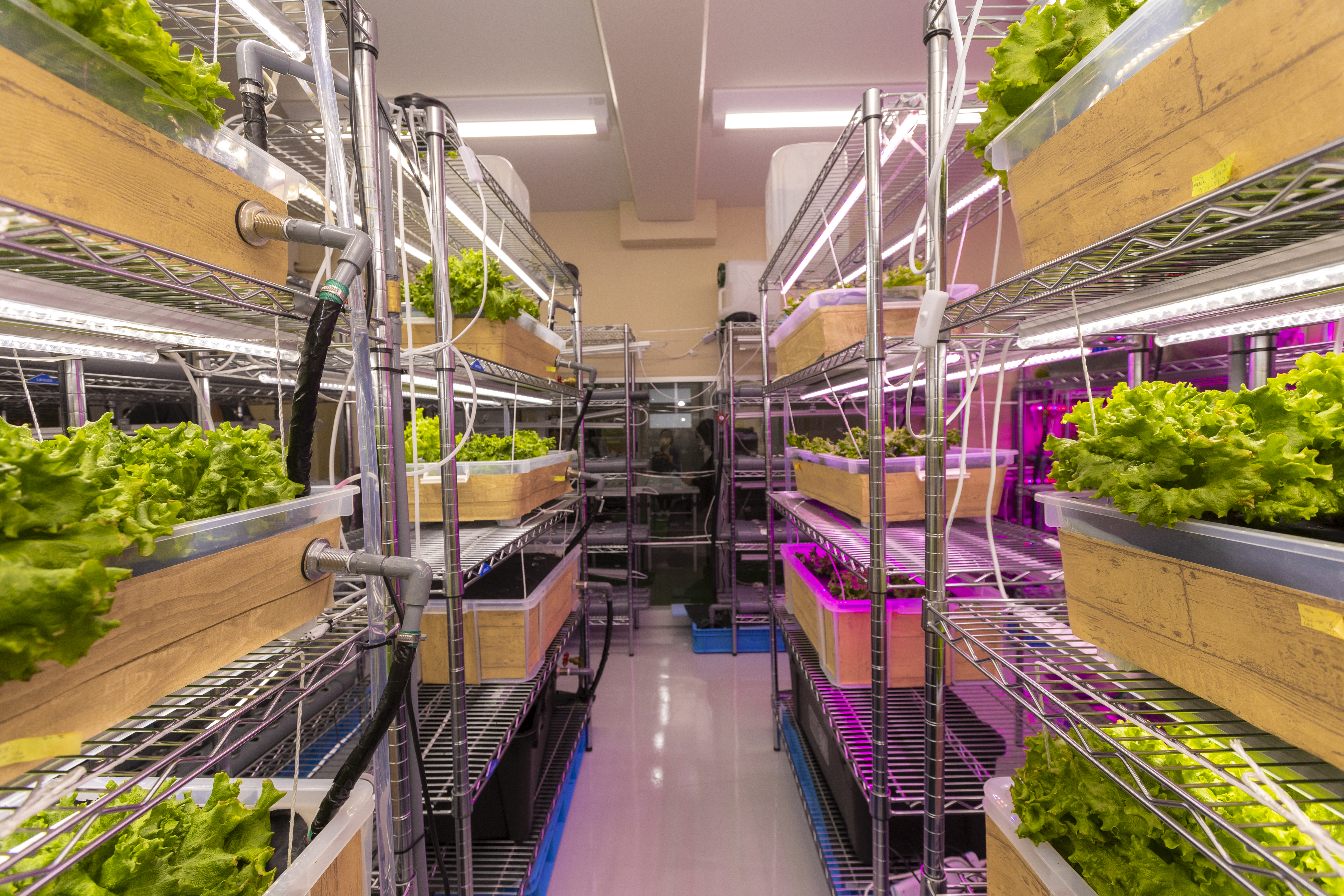 コロナ禍でケア・プランニングがスタートした配食事業を、「さんさんふぁーむ」でつくった野菜が支えている