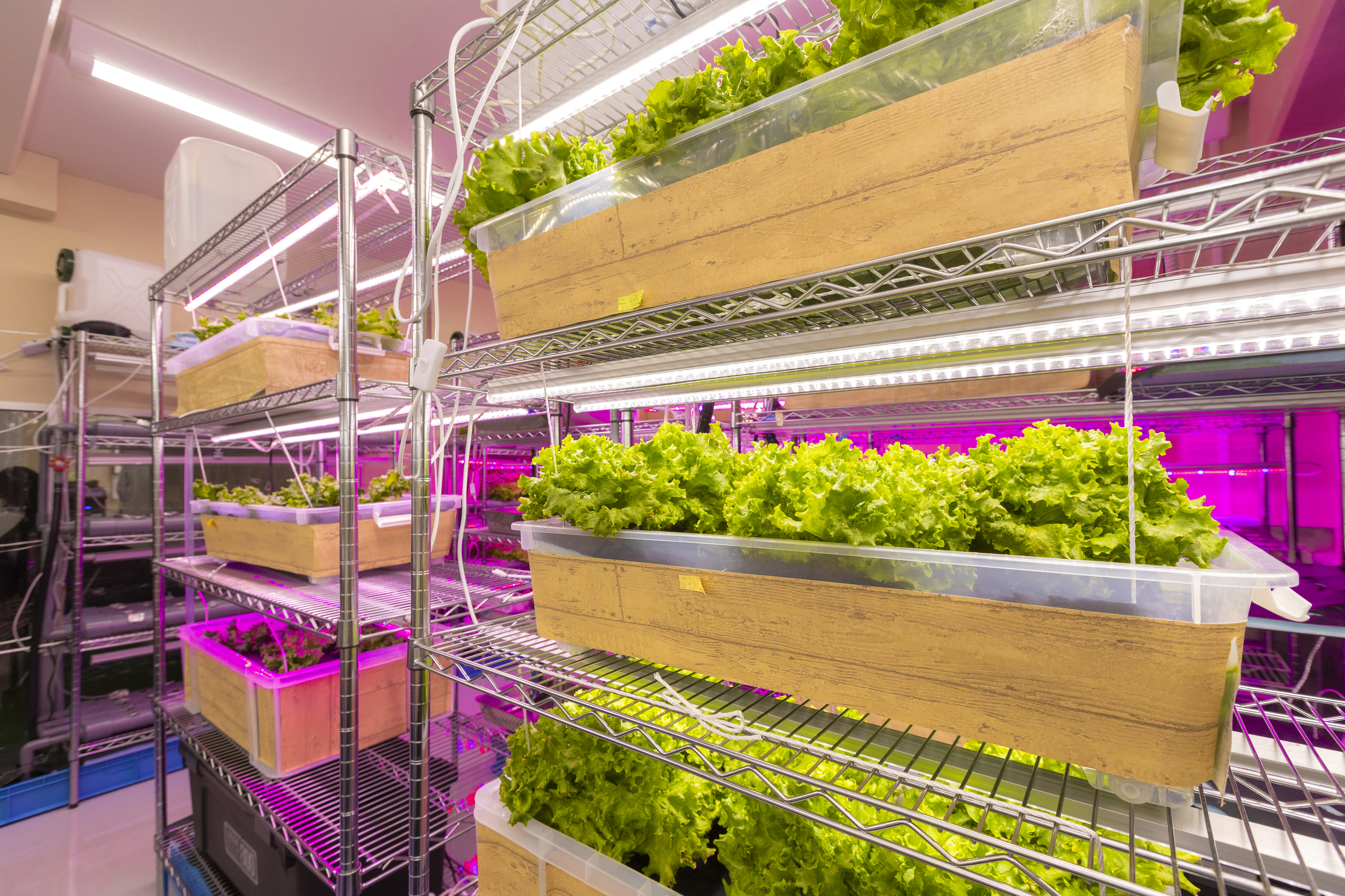 農福連携の考え方にヒントを得たことから発展し、ソーシャルファームではLEDを活用した水耕栽培をすることに