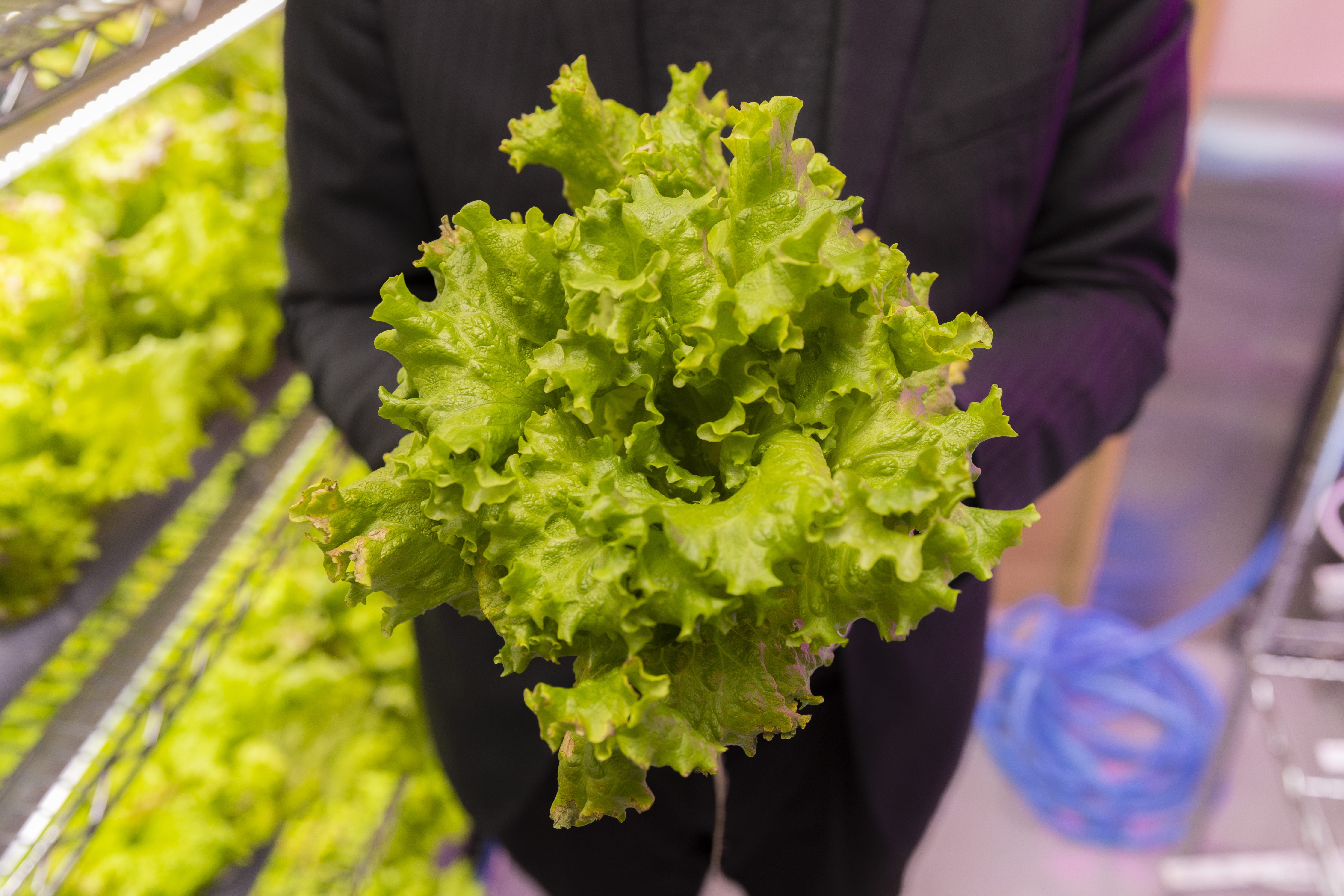 つくった野菜を従業員のご家族に食べてもらうことも。「おいしいね」の声がモチベーションにもなっている。