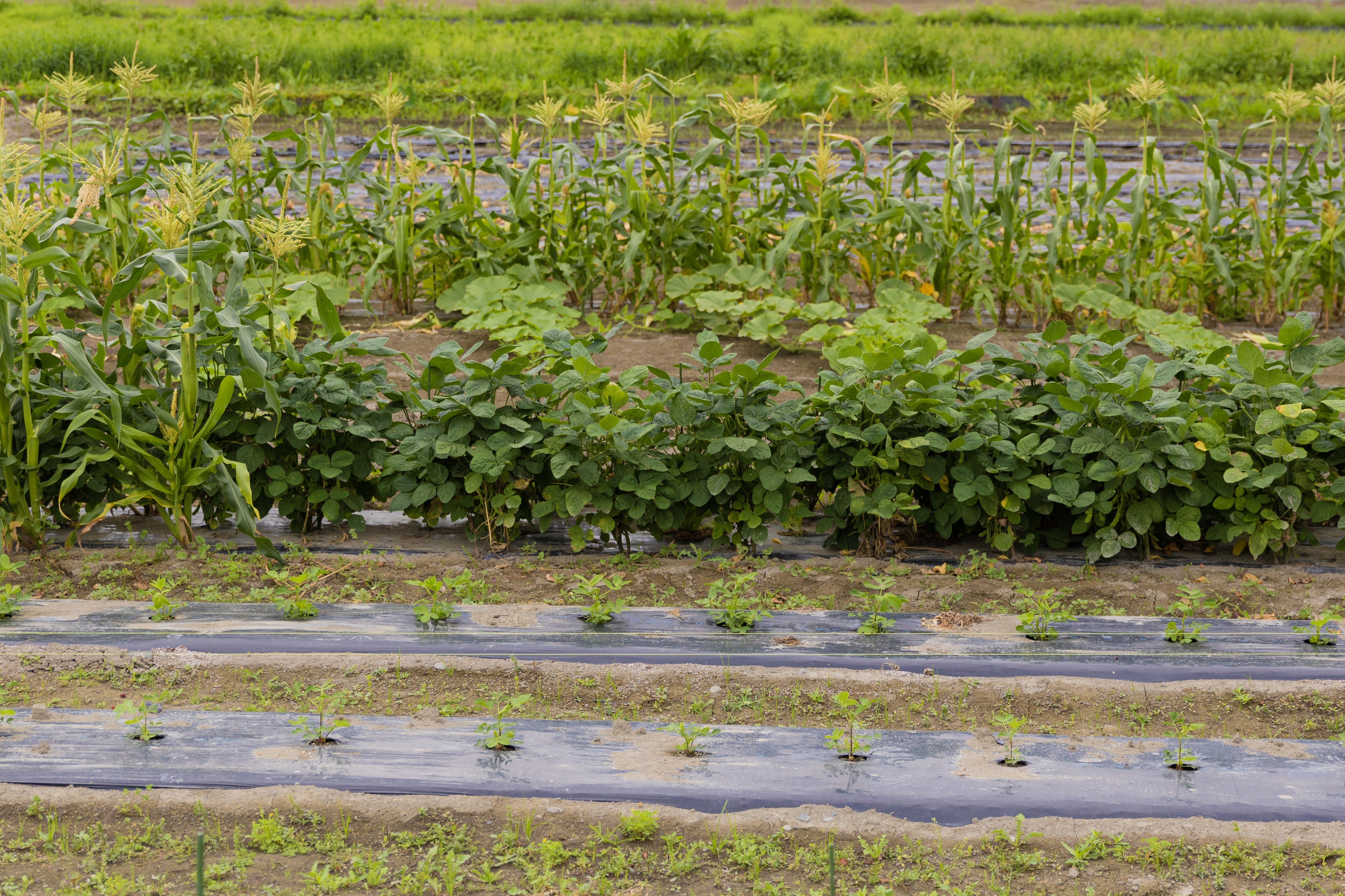 現在は２つの畑で野菜を栽培。近隣の農家の方たちも、農業に取り組む若者を何かと気にかけてくださるそう