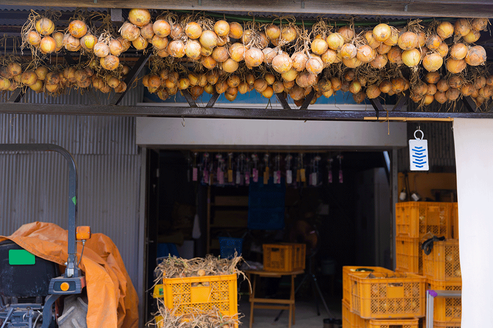 作業小屋の軒先には今年収穫した玉ねぎがずらり。今後、さらに種類を増やしていく