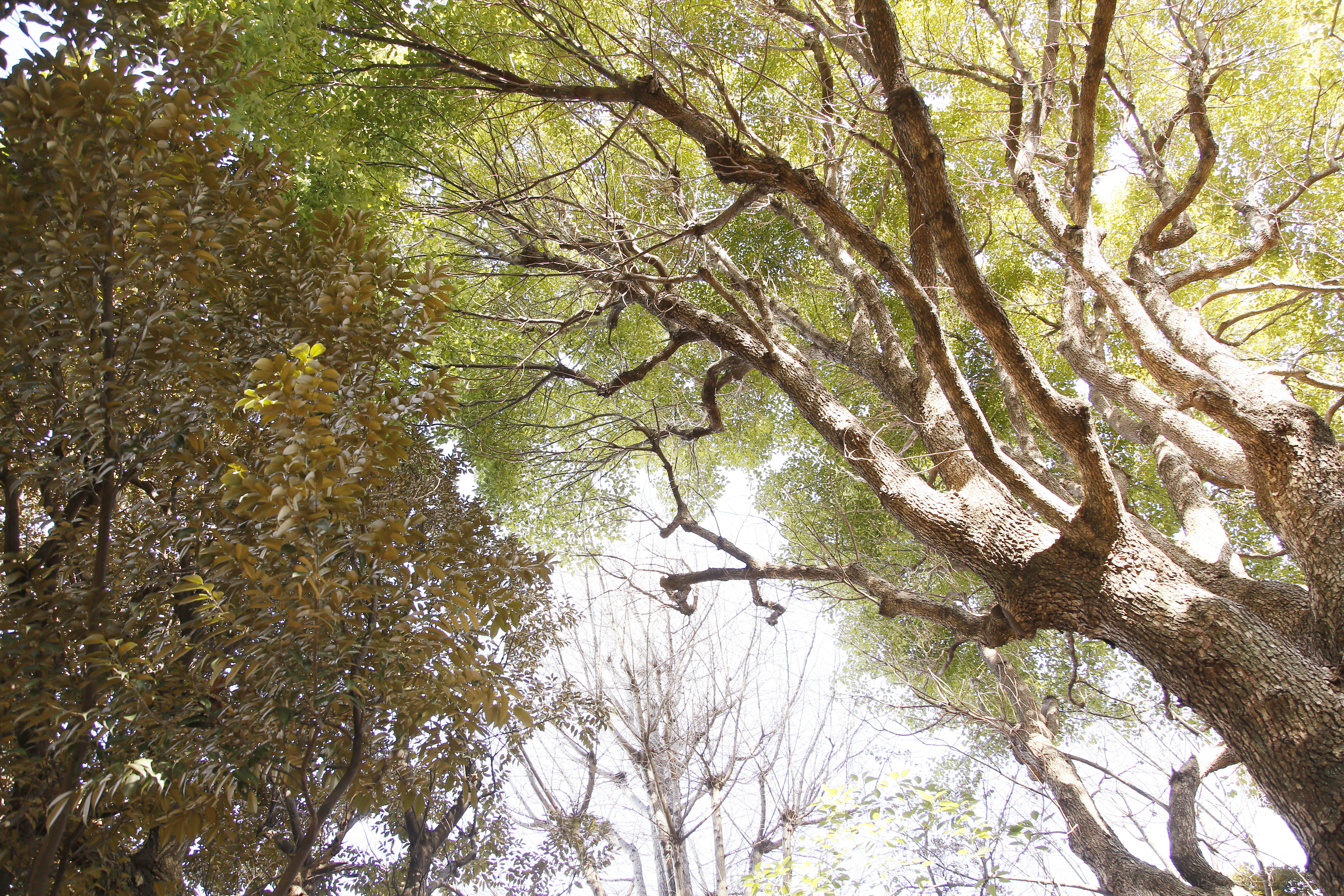 株式会社サイエンスクラブ（事業開発部）